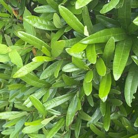 Photo of the plant species Flame of the Woods by @SturdyCactus named Drake on Greg, the plant care app