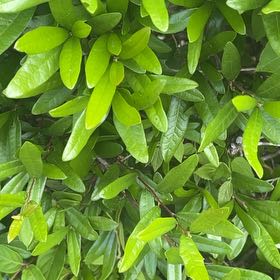 Photo of the plant species Southern Live Oak by @SturdyCactus named Kylie on Greg, the plant care app