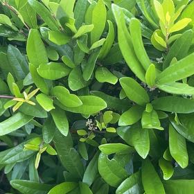 Photo of the plant species Flame of the Woods by @SturdyCactus named Sherlock on Greg, the plant care app