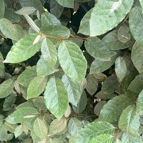 Photo of the plant species Thorny Olive by @SturdyCactus named Kesha on Greg, the plant care app