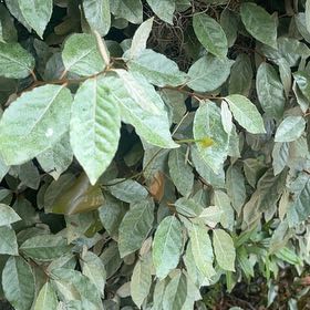 Photo of the plant species Thorny Olive by @SturdyCactus named Apollo on Greg, the plant care app