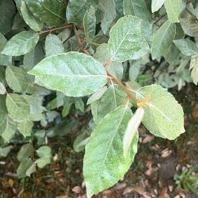 Photo of the plant species Thorny Olive by @SturdyCactus named Duke on Greg, the plant care app