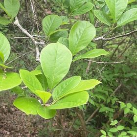Photo of the plant species Swamp Tupelo by @SturdyCactus named Figyonce on Greg, the plant care app