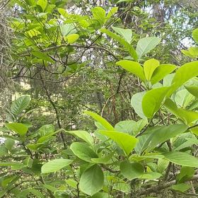 Photo of the plant species Fringetree by @SturdyCactus named Shakira on Greg, the plant care app