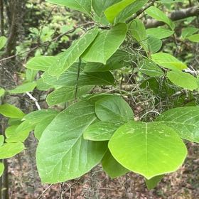 Photo of the plant species Cucumber Magnolia by @SturdyCactus named Aria on Greg, the plant care app