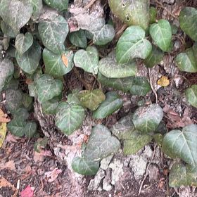 Photo of the plant species Persian Ivy by @SturdyCactus named Gomez on Greg, the plant care app