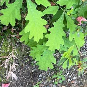 Photo of the plant species White Oak by @SturdyCactus named Miley on Greg, the plant care app