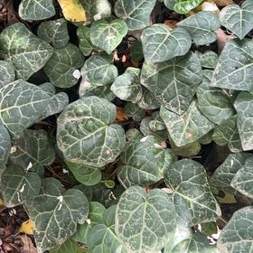 Photo of the plant species Canarian Ivy by @SturdyCactus named Gates on Greg, the plant care app