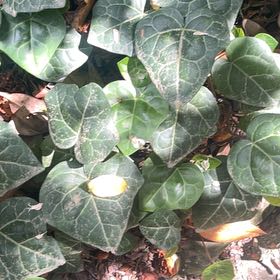 Photo of the plant species Canarian Ivy by @SturdyCactus named Tree Diddy on Greg, the plant care app