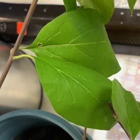 Photo of the plant species Carolina Allspice by @SturdyCactus named Einstein on Greg, the plant care app