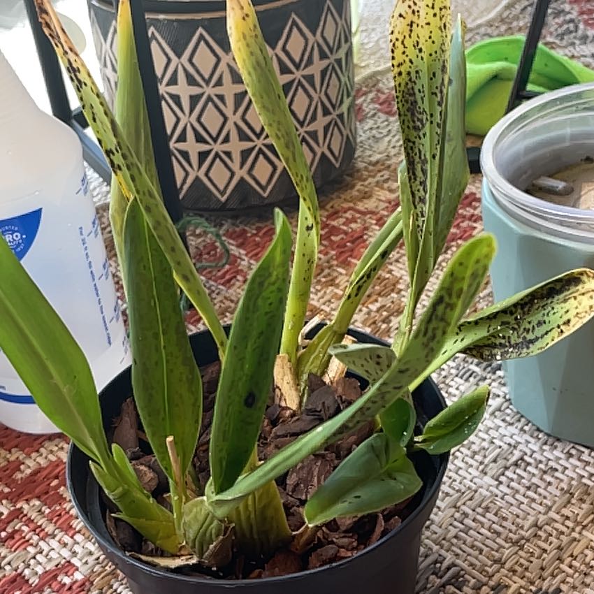 Photo of the plant species Onconstele Firecat by @DreamyLousewort named Tupot amaroot on Greg, the plant care app