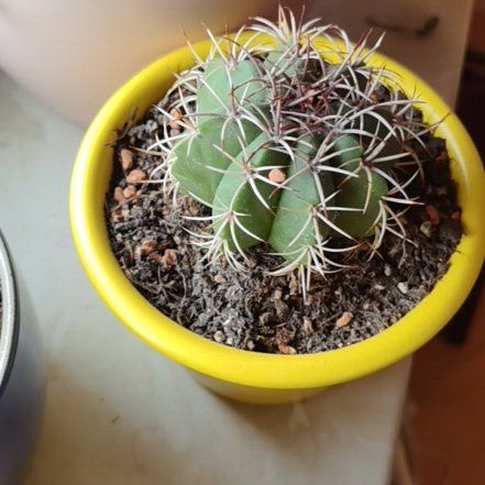 Photo of the plant species Melon cactus by @RadLippia88 named Gobi on Greg, the plant care app