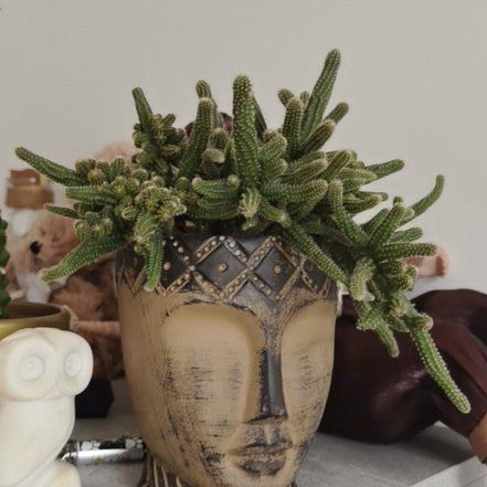 Photo of the plant species Mouse Tail Cactus by @RadLippia88 named Tolkien on Greg, the plant care app