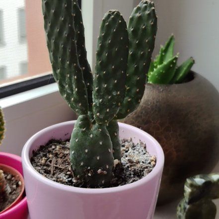 Photo of the plant species fig opuntia by @RadLippia88 named Elle on Greg, the plant care app