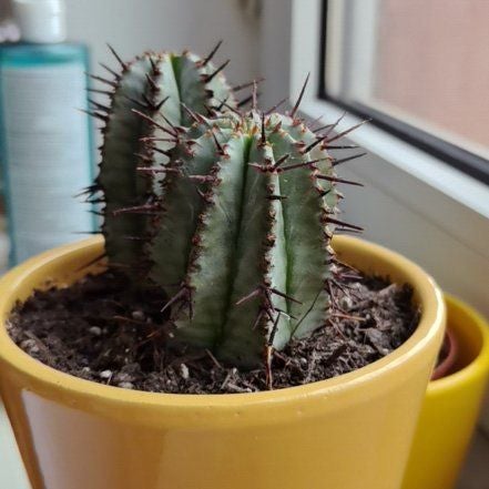 Photo of the plant species African Milk Barrel by @RadLippia88 named Luna on Greg, the plant care app