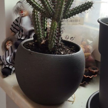 Photo of the plant species Euphorbia baioensis by @RadLippia88 named Sigmund on Greg, the plant care app