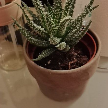 Photo of the plant species Hedgehog Aloe by @RadLippia88 named Darwin on Greg, the plant care app