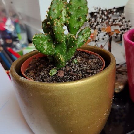 Photo of the plant species Mini Cinnamon Cactus by @RadLippia88 named Gomez on Greg, the plant care app