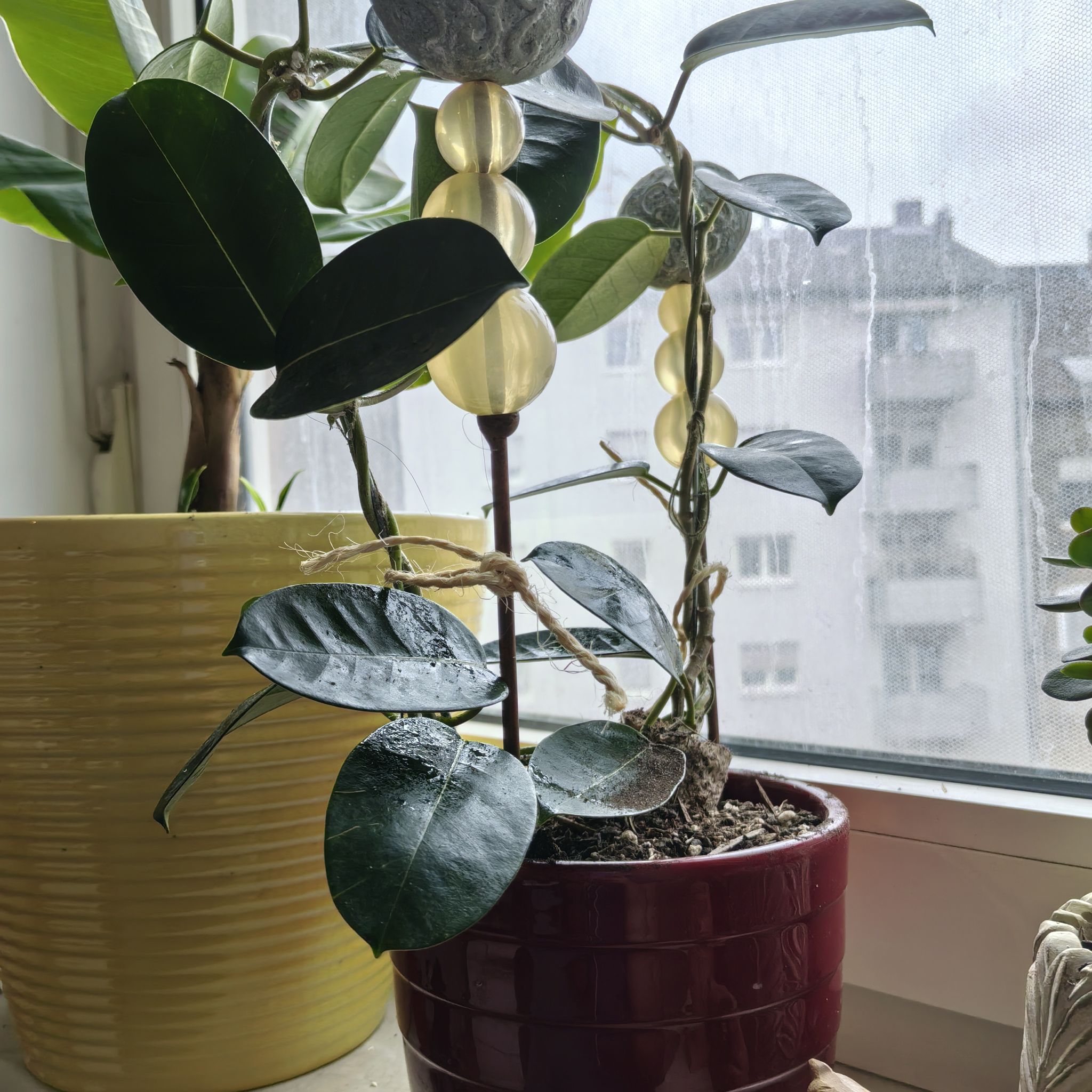 Photo of the plant species Jasmine by @RadLippia88 named Rosa on Greg, the plant care app