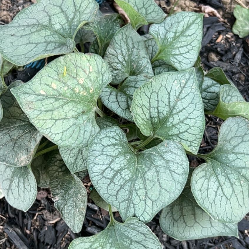 Photo of the plant species False Forget-Me-Not by @VastCapealoe41 named Khaleesi on Greg, the plant care app