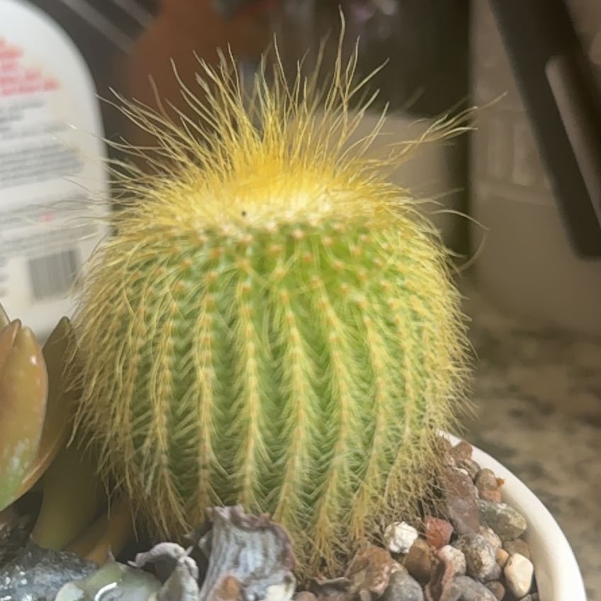 Photo of the plant species Compass Barrel Cactus by @BrightBlueoak named Messi on Greg, the plant care app