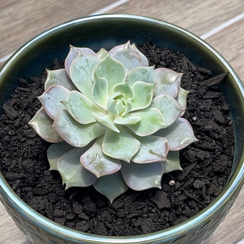 Photo of the plant species Echeveria 'Angel Kissed' by @YesCoconut7 named Sheila on Greg, the plant care app