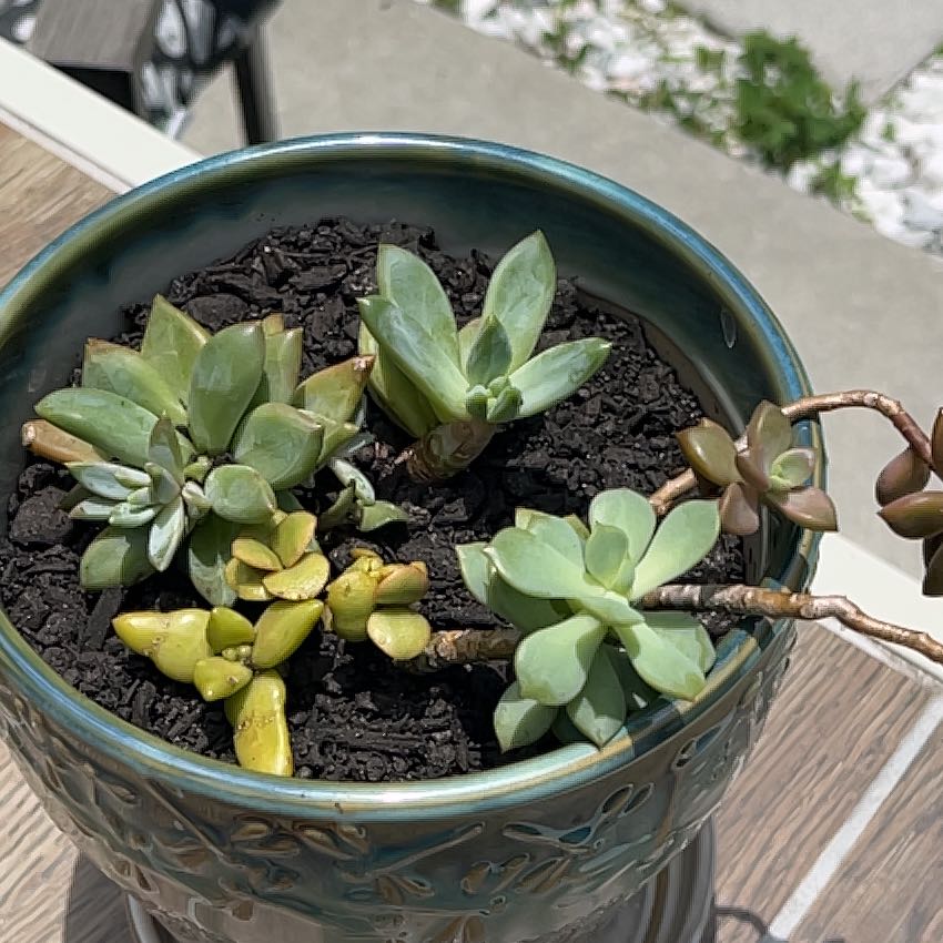 Photo of the plant species succulent by @YesCoconut7 named Gertrude on Greg, the plant care app