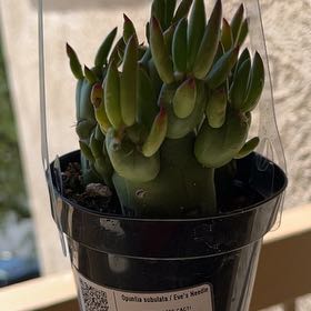 Photo of the plant species Eves Needle by @KineticAlula14 named Gates on Greg, the plant care app