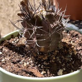 Photo of the plant species Fishhook Cactus by @KineticAlula14 named Queen on Greg, the plant care app