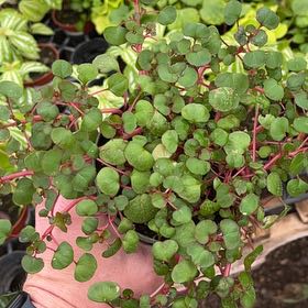 Photo of the plant species Yellow Impatiens by @KineticAlula14 named Sherlock on Greg, the plant care app