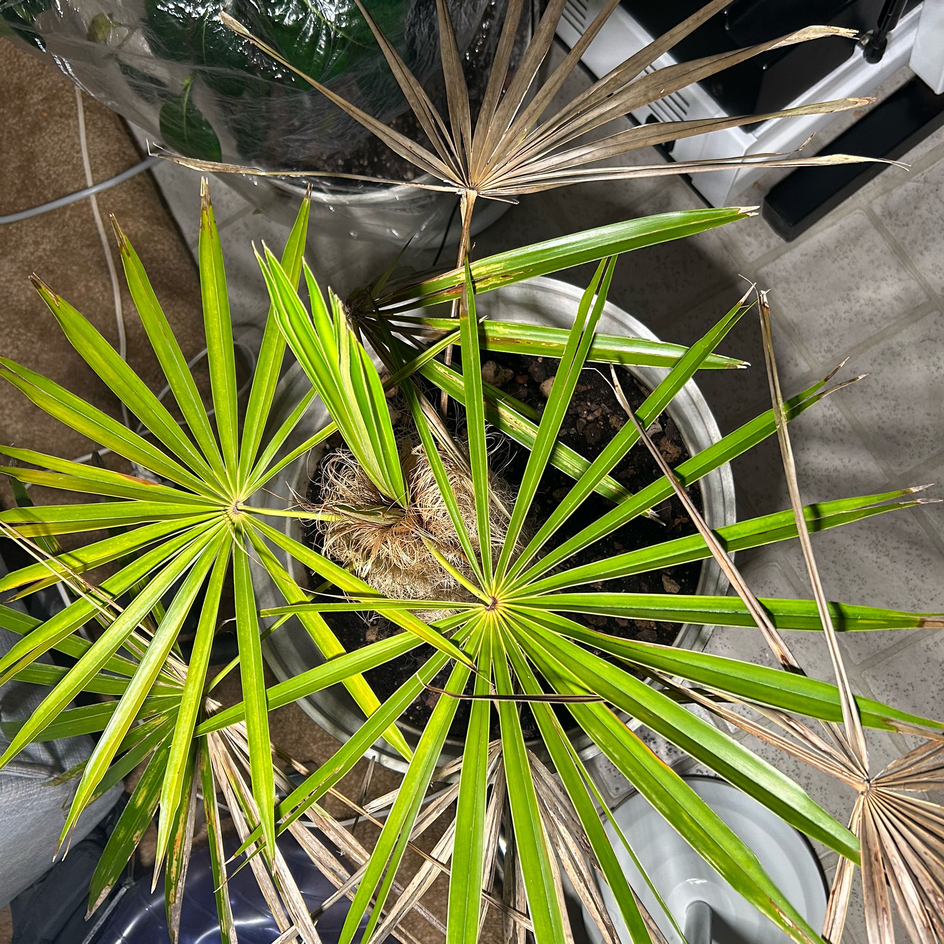 Photo of the plant species Florida Thatch Palm by @HolyMexico81 named Old Manpalm on Greg, the plant care app