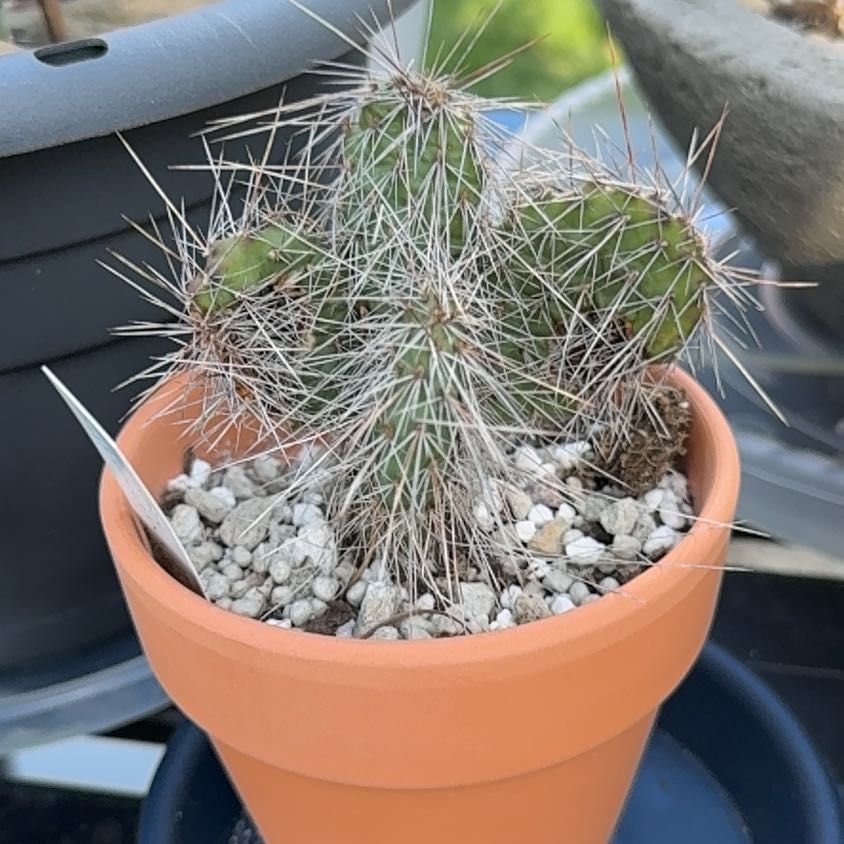 Photo of the plant species Navajo Bridge Prickly Pear by @VipBroadbean97 named Clooney on Greg, the plant care app
