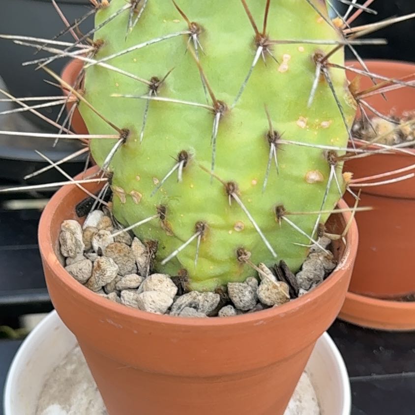 Photo of the plant species Brownspine Prickly Pear by @VipBroadbean97 named Gaga on Greg, the plant care app