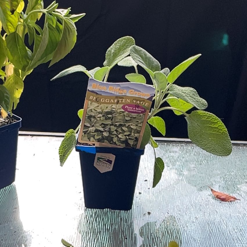 Photo of the plant species Berggarten Sage by @MightyComet48 named Pirlo on Greg, the plant care app