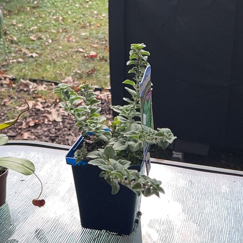 Photo of the plant species Hot & Spicy Oregano by @MightyComet48 named Kahn on Greg, the plant care app