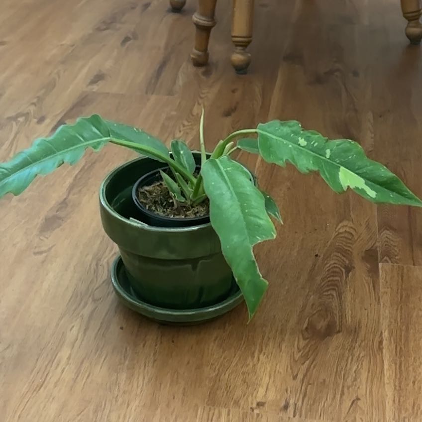 Photo of the plant species Philodendron by @MeekBorage20 named da Vinci on Greg, the plant care app