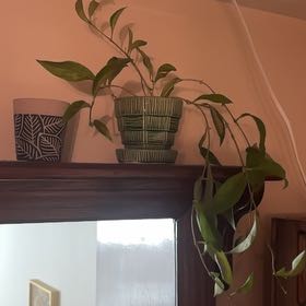 Photo of the plant species Lipstick plant 'Japhrolepsis' by @MeekBorage20 named Mando on Greg, the plant care app