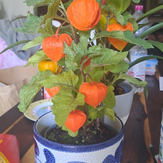 Photo of the plant species Chinese Lantern by @WittySunstar89 named Ares on Greg, the plant care app
