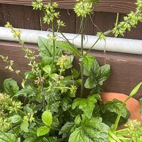 Photo of the plant species Lyre-Leaf Sage by @LoyalSapote96 named Fernie Saunders on Greg, the plant care app