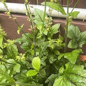 Photo of the plant species Lyre-Leaf Sage by @LoyalSapote96 named Girlfrond on Greg, the plant care app