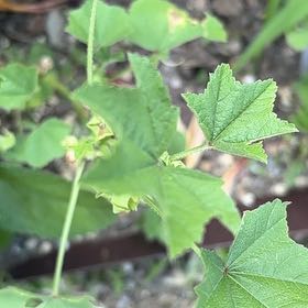 Photo of the plant species Cheeseweed Mallow by @LoyalSapote96 named Kendall on Greg, the plant care app