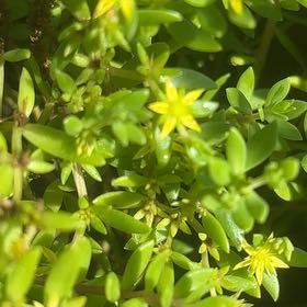 Photo of the plant species Stringy Stonecrop by @LoyalSapote96 named Ulysses S Plant on Greg, the plant care app