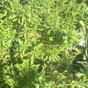 Photo of the plant species Chrysojasminum fruticans by @LoyalSapote96 named Leonardo on Greg, the plant care app