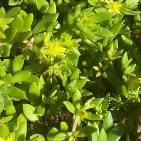 Photo of the plant species Stringy Stonecrop by @LoyalSapote96 named Demi on Greg, the plant care app