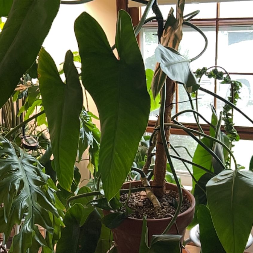 Photo of the plant species Spadeleaf Philodendron by @UBRmum77 named Herkamore on Greg, the plant care app