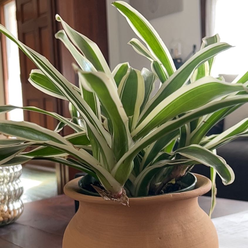 Photo of the plant species Bromeliad Neoregelia Flandriana by @UBRmum77 named Ita – stone Brazil → Tupi Indigenous Brazilia on Greg, the plant care app