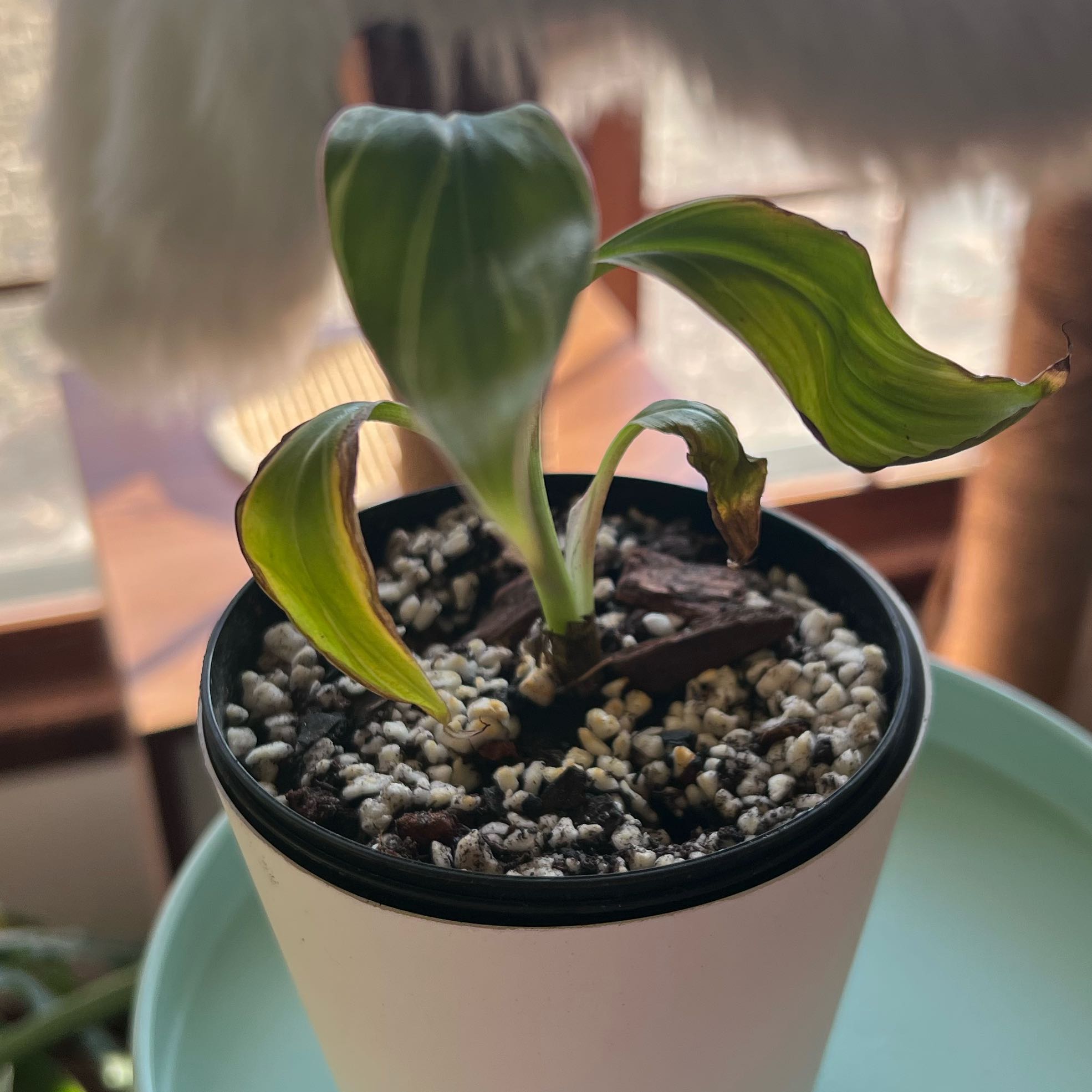 Photo of the plant species Pink Variegated Banana by @UBRmum77 named Pisang Merah – red/pink banana Indonesian on Greg, the plant care app
