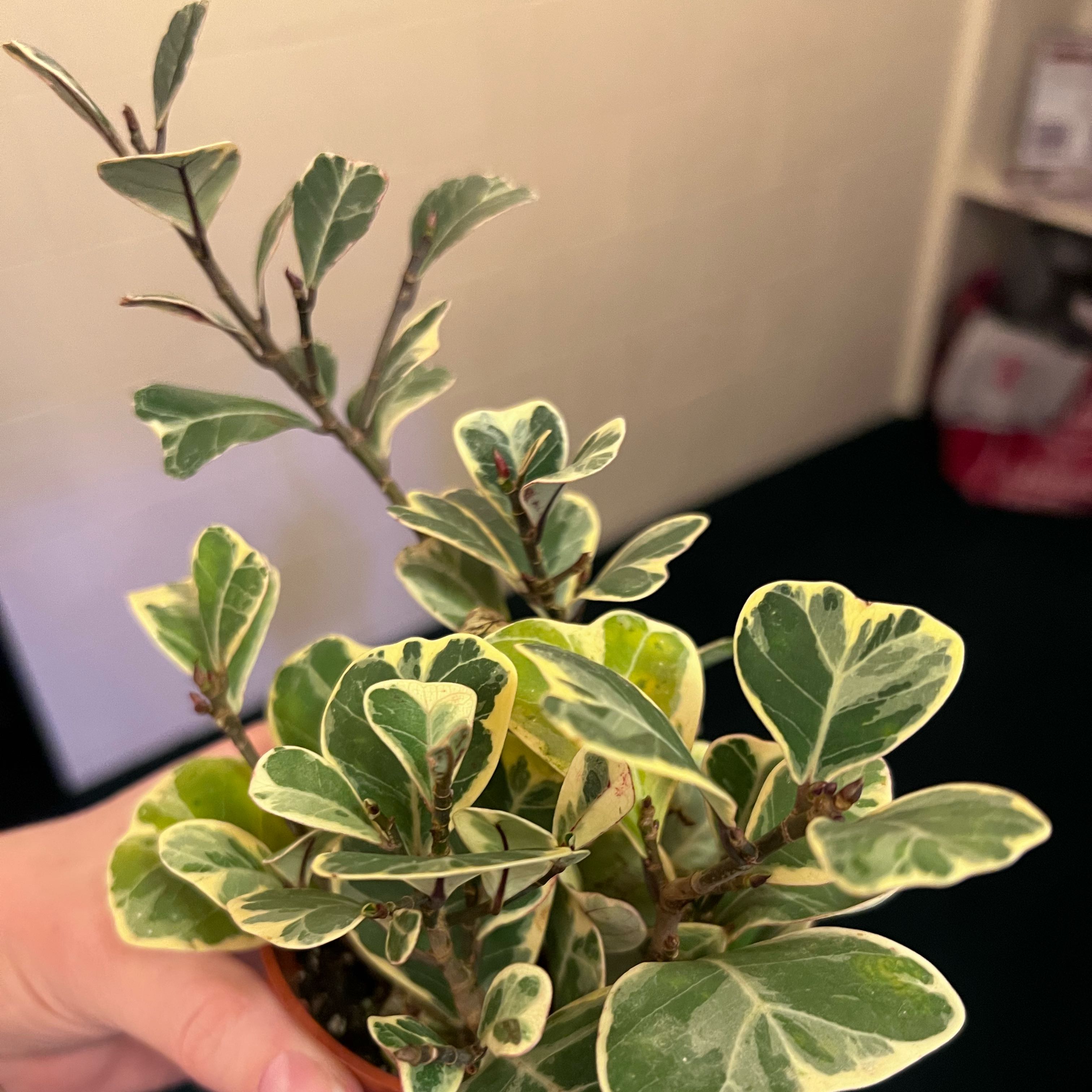 Photo of the plant species Ficus Triangularis by @UBRmum77 named Moyo – heart Swahili on Greg, the plant care app