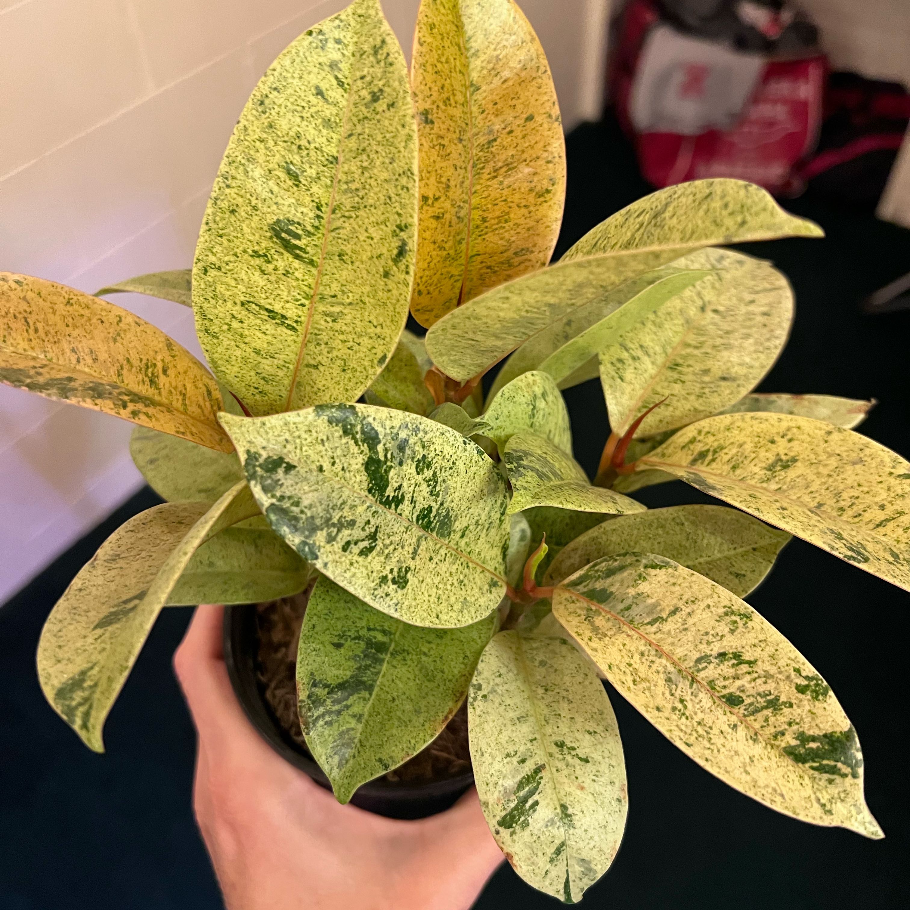 Photo of the plant species Ficus Shivereana by @UBRmum77 named Surin — Thai regional name, earthy + grounded on Greg, the plant care app