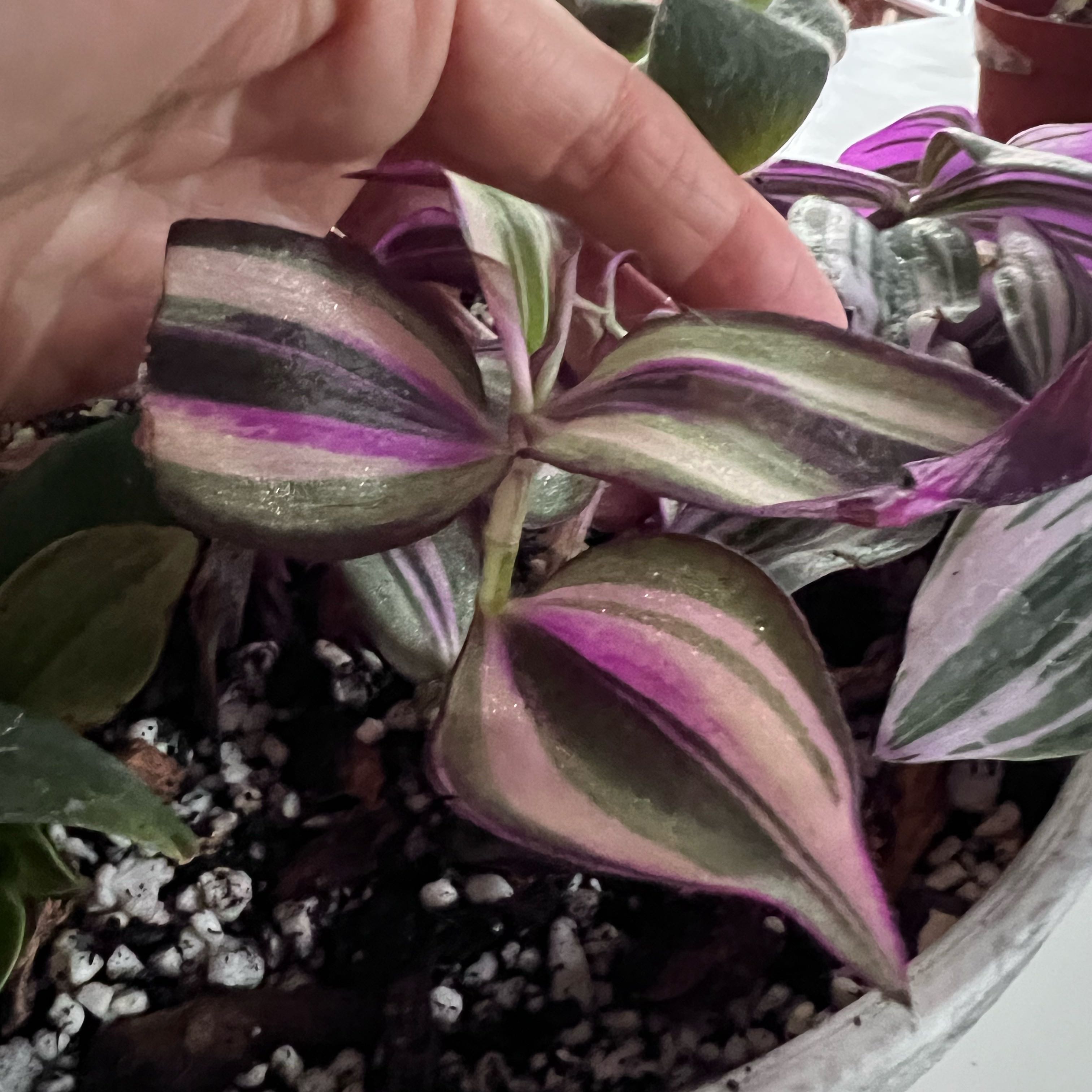 Photo of the plant species Tradescantia Quadricolor by @UBRmum77 named Xochitl — Nahuatl, “flower” 🌸 on Greg, the plant care app